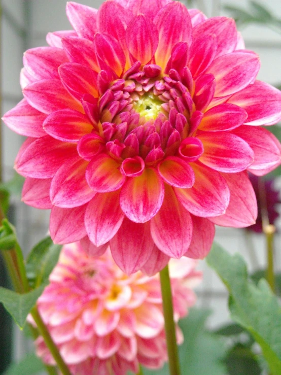 a close up of a pink flower with green leaves, by Lorraine Fox, flickr, dahlias, pink yellow flowers, in bloom greenhouse, high quality product image”