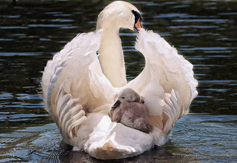 a mother swan and her baby in the water, by Matt Stewart, romanticism, huge feathery wings, award - winning photo. ”