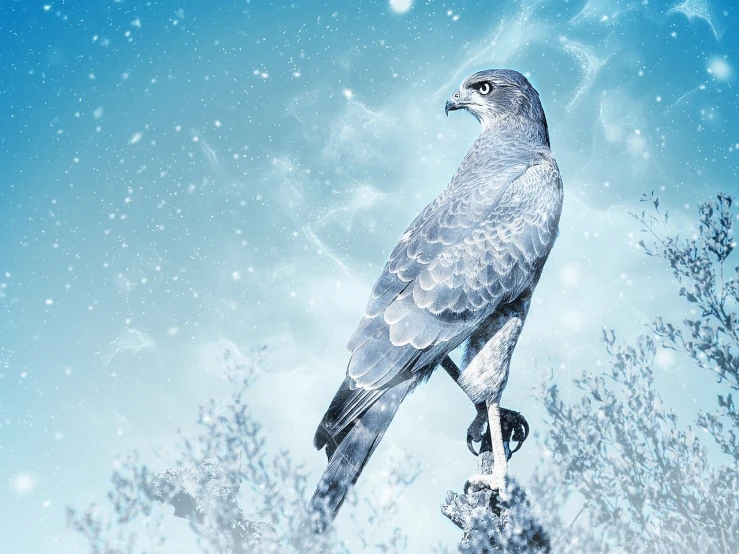 a bird sitting on top of a tree branch, an illustration of, by Adam Marczyński, shutterstock, fine art, ice cold blue theme, hawk, infrared photography, only snow i the background