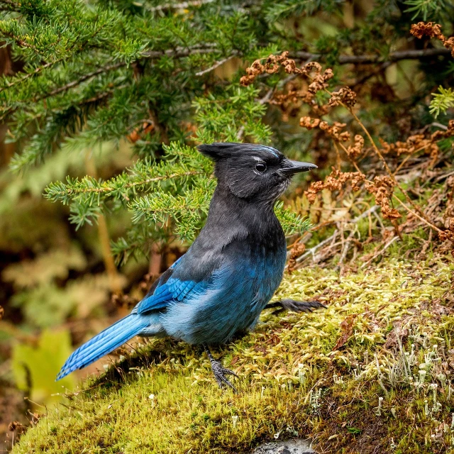 a blue and black bird sitting on top of a moss covered tree, by Raymond Normand, shutterstock, fine art, 🦩🪐🐞👩🏻🦳, alaska, sitting in the forrest, dressed in blue