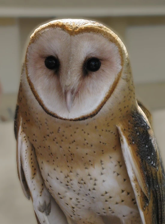 a close up of a brown and white owl, flickr, sōsaku hanga, blank stare”, detailed ”