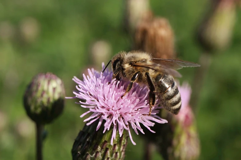 a close up of a bee on a flower, hurufiyya, thistles, wikimedia, document photo, pink bees