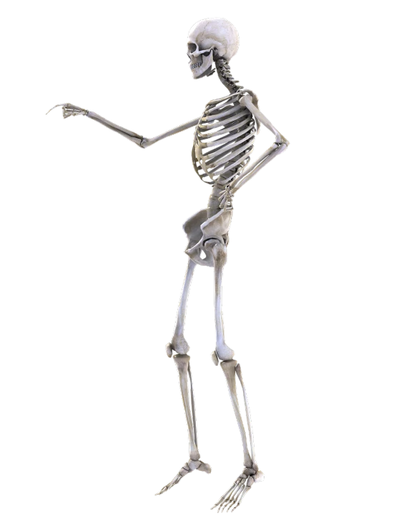 an image of a skeleton on a black background, a digital rendering, fine art, doing a sassy pose, full height sculpture, -h 1024, side view close up of a gaunt