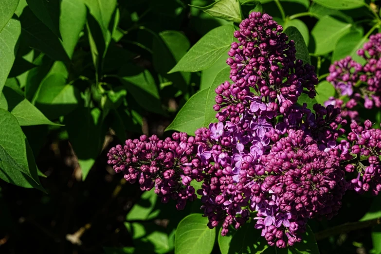 a close up of a bunch of purple flowers, by Jan Rustem, lilac bushes, from wheaton illinois, aleksander rostov, spring early