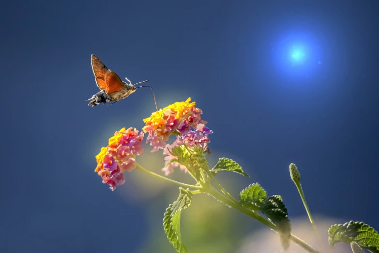 a butterfly sitting on top of a flower next to a blue sky, a picture, by Jan Rustem, romanticism, red and blue back light, beautiful composition 3 - d 4 k, some sun light ray, bees flying