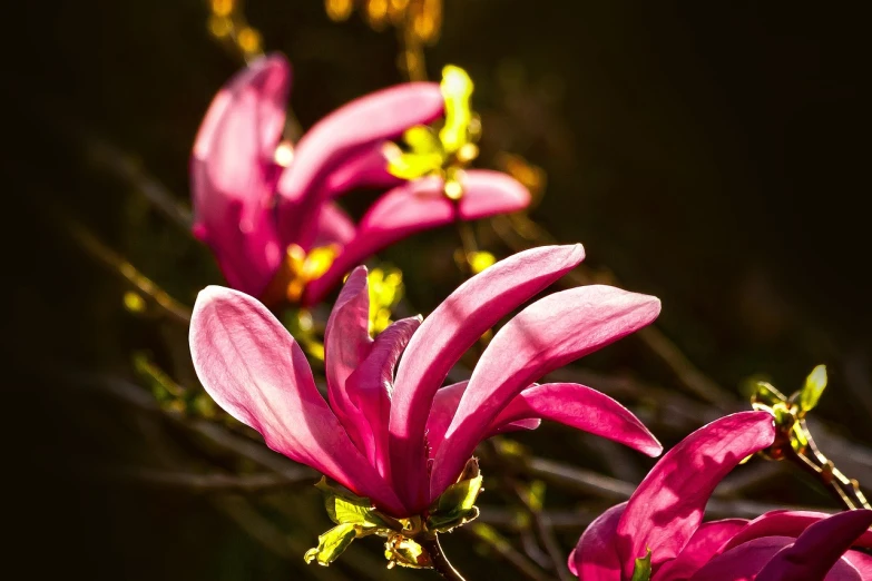 a group of pink flowers sitting on top of a tree, a macro photograph, by Robert Griffier, flickr, evening sunlight, magnolia big leaves and stems, vivid colors!, chiaroscuro!!