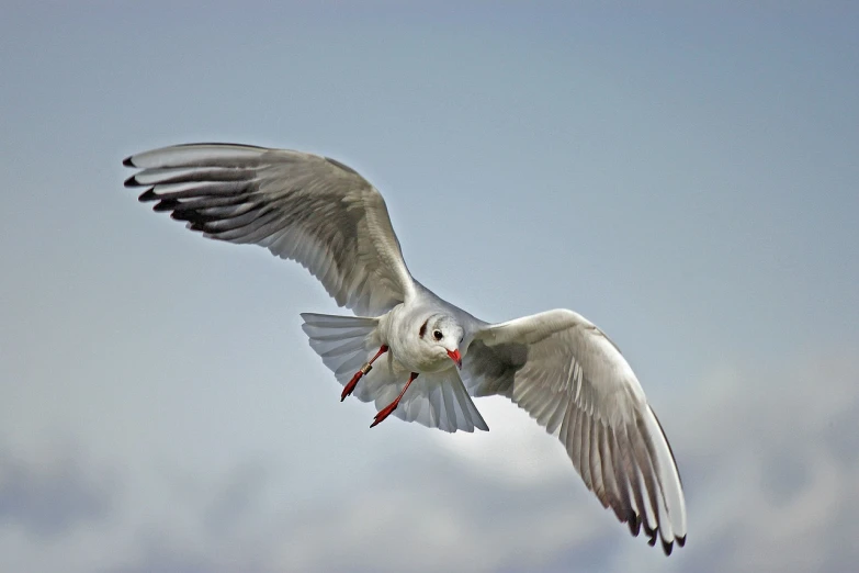 a bird that is flying in the sky, a picture, by Istvan Banyai, pixabay, arabesque, with a white muzzle, arms extended, looking towards camera, pierced