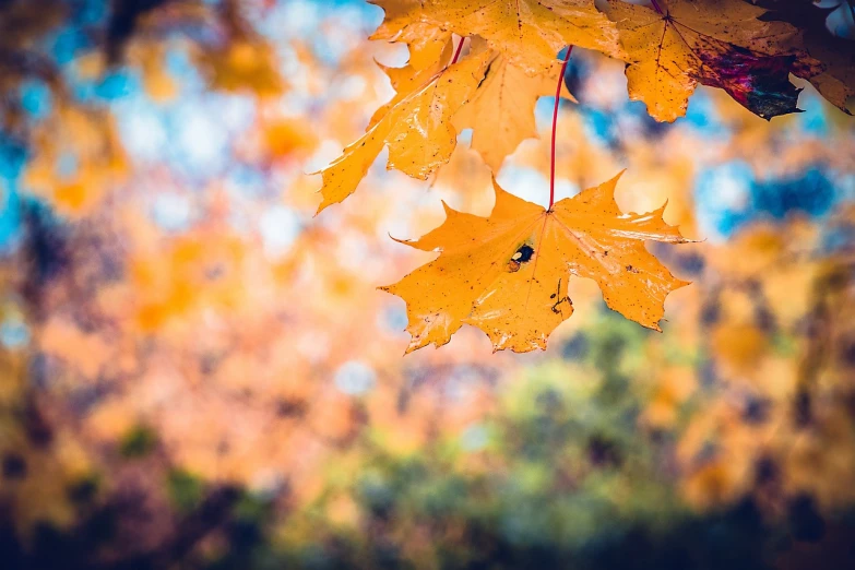 a bunch of yellow leaves hanging from a tree, a photo, by Niko Henrichon, shutterstock, bokeh in the background only, professionally color graded, maple syrup highlights, super detailed picture