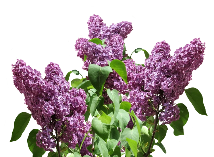 a vase filled with purple flowers on top of a table, a colorized photo, romanticism, on a black background, lilacs, image dataset, lush garden leaves and flowers