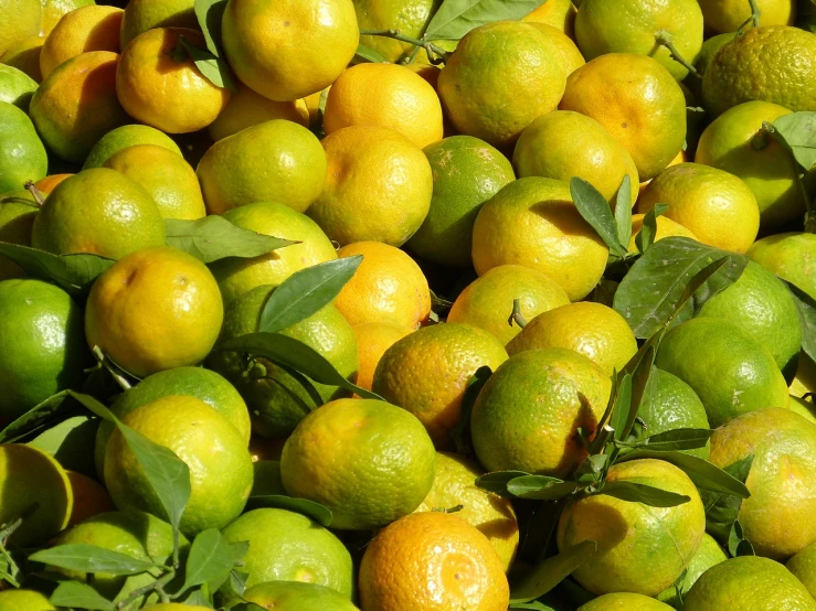 a pile of lemons sitting on top of each other, a picture, by Dietmar Damerau, bright green dark orange, in a sunny day, detailed zoom photo, orthodox