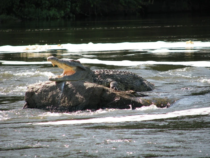 a crocodile sitting on top of a rock in a river, a photo, by Tom Carapic, flickr, big island, licking, blocking the sun, rapids