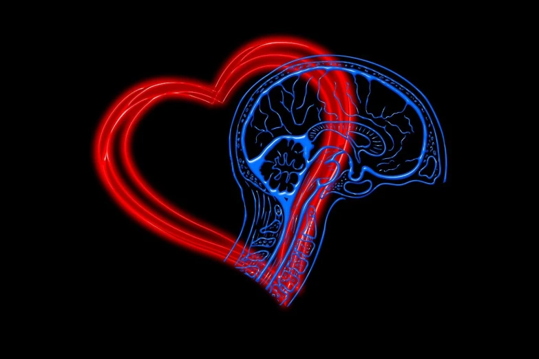 a red and blue heart in the shape of a brain, a digital rendering, by Andrei Kolkoutine, digital art, neon outline, lovers, medical photography, side shot