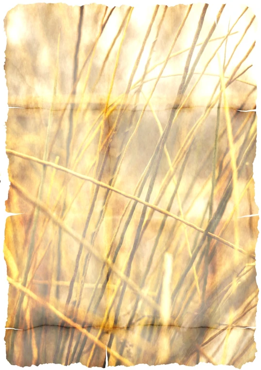 a bird sitting on top of a piece of paper, a digital rendering, inspired by David Ramsay Hay, conceptual art, stylized grass texture, soft autumn sunlight, near the beach, closeup photo