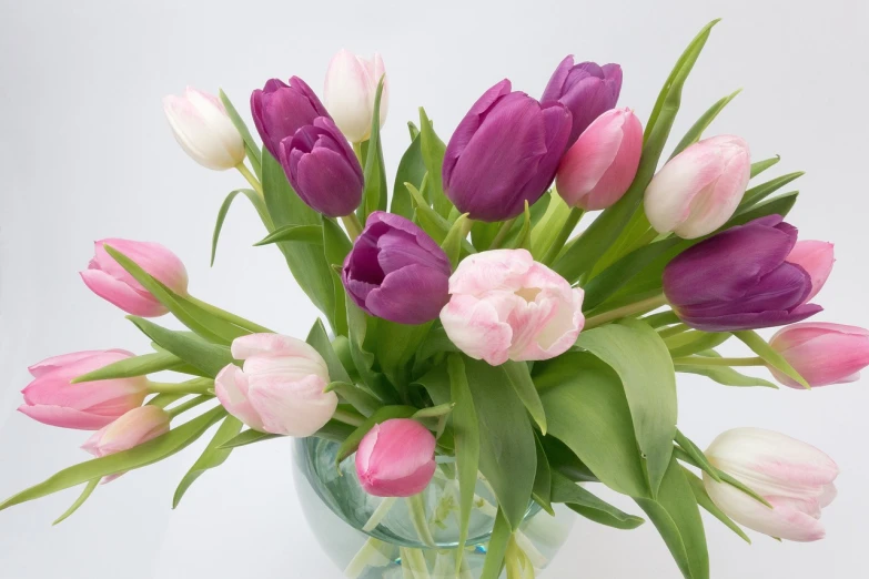 a vase filled with pink and white tulips, purple colors, smooth color, beautiful flower, cheap