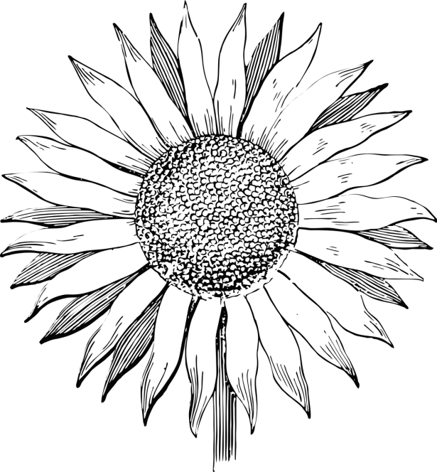 a black and white image of a sunflower, a raytraced image, by Andrei Kolkoutine, deviantart, hurufiyya, minimalist logo without text, dark flower pattern wallpaper, ( ( generative ) ), dark screen