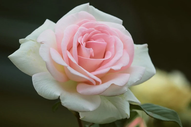 a close up of a pink rose with green leaves, a pastel, by Robert Brackman, flickr, romanticism, photo of a beautiful, white, various posed, paul barson