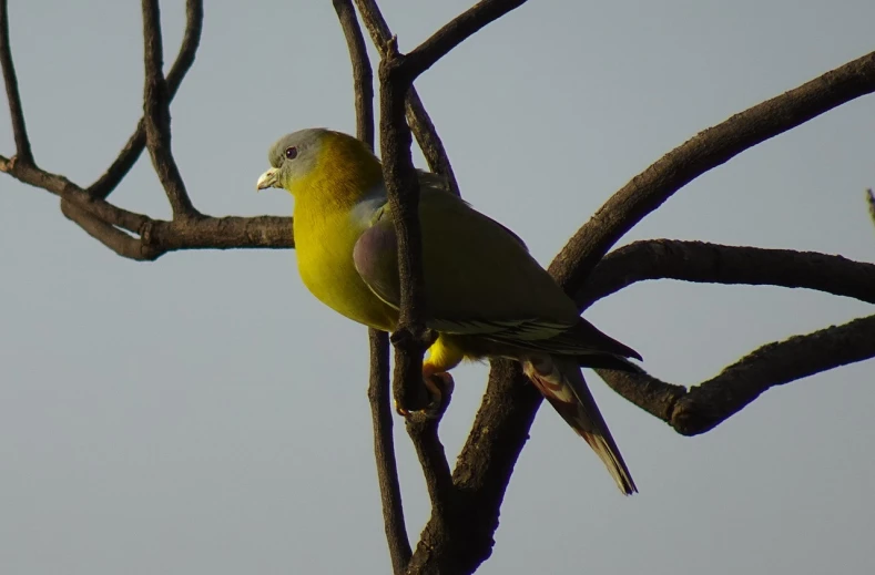 a yellow bird sitting on top of a tree branch, a portrait, flickr, a bald, bangalore, multi - coloured, dawn