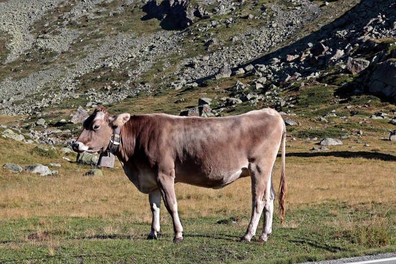 a brown cow standing on top of a grass covered field, a photo, figuration libre, alpes, 6 4 0, grayish, full res
