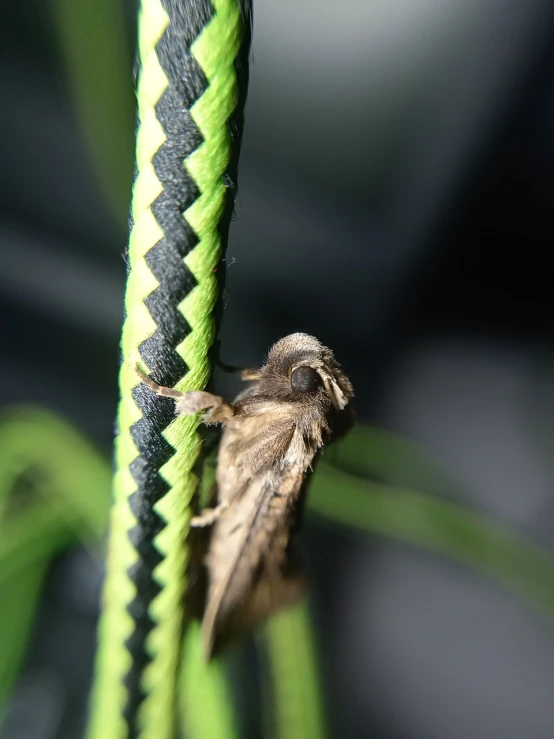 a small bird sitting on top of a green rope, a macro photograph, hurufiyya, moth wings, off camera flash, next to a plant, pallid skin