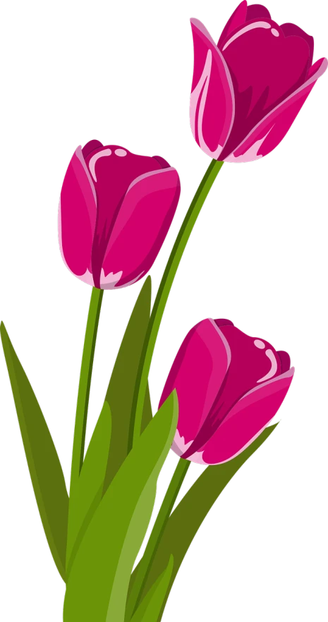 three pink tulips with green leaves on a black background, a digital painting, clipart, colored accurately, beautiful flower, iphone background