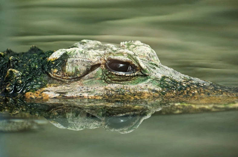 a close up of an alligator in a body of water, a picture, by Jakob Gauermann, shutterstock, eye reflection, a face, f / 2 0, detailed picture