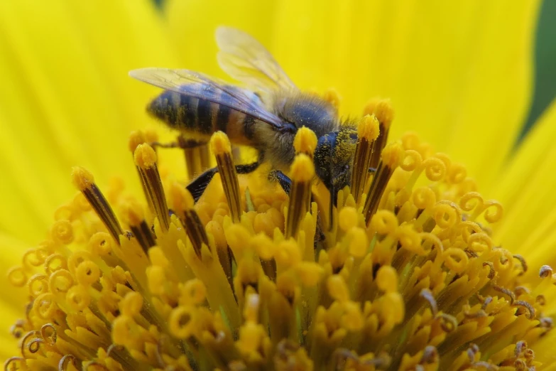 a bee sitting on top of a yellow flower, a macro photograph, by Tom Carapic, hurufiyya, bees covering whole body, depth, afp, flash photo