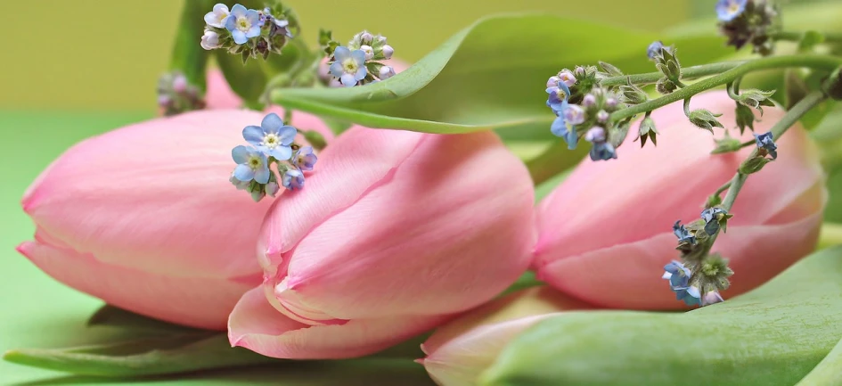 a bunch of pink tulips sitting on top of a green table, a picture, flickr, blue soft details, closeup photo, 3 4 5 3 1, precious moments