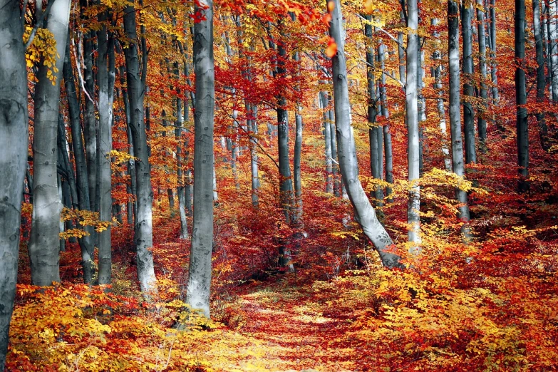 a forest filled with lots of trees covered in orange and yellow leaves, pexels, red white and gold color scheme, beautiful!!!!!!!!!!!!, red brown and grey color scheme, ((forest))