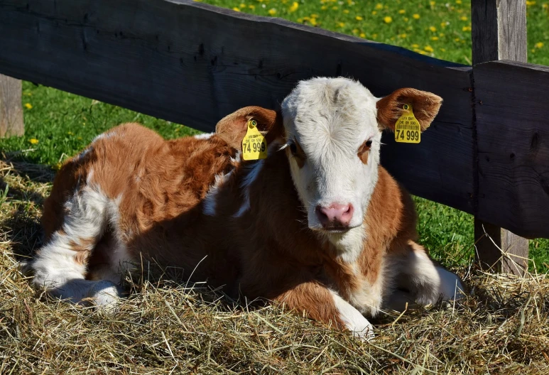 a brown and white cow laying down next to a wooden fence, a picture, pixabay, renaissance, calf, a pair of ribbed, in the sun, orange fluffy belly