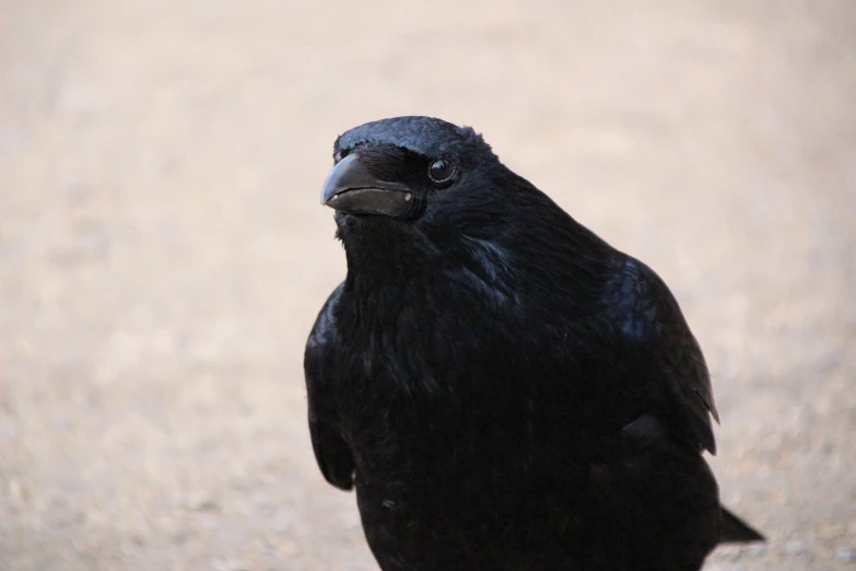 a black bird is standing on the ground, a portrait, renaissance, closeup of the face, looking towards the camera, side profile centered, posing for camera