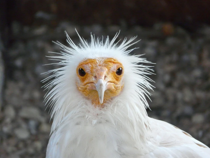 a close up of a bird with a feather on it's head, a portrait, by Jan Rustem, flickr, hurufiyya, wet face, albino hair, vulture, cute silly face