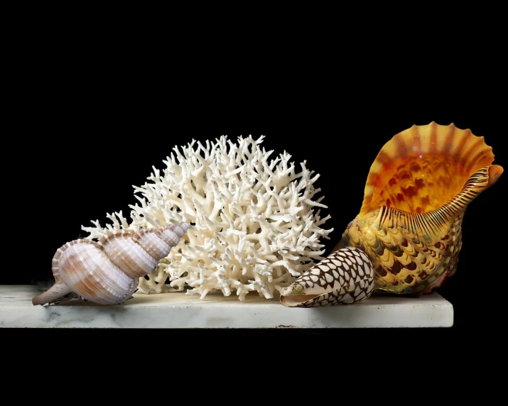 a couple of shells sitting on top of a shelf, a still life, fine art, corals are gemstones, on black background, carved in white marble, tropical sea creatures
