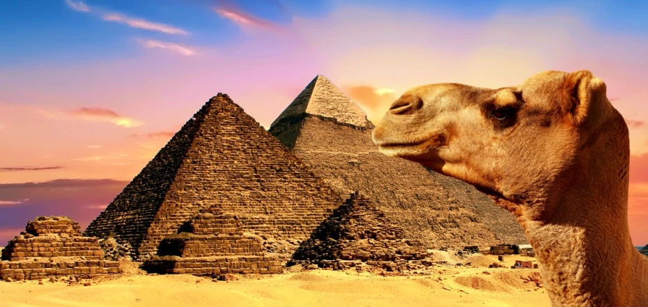 a camel in front of the pyramids of giza, by Wayne England, neo-primitivism, crypto, wallpaper mobile, chris pratt ancient corsican, background image