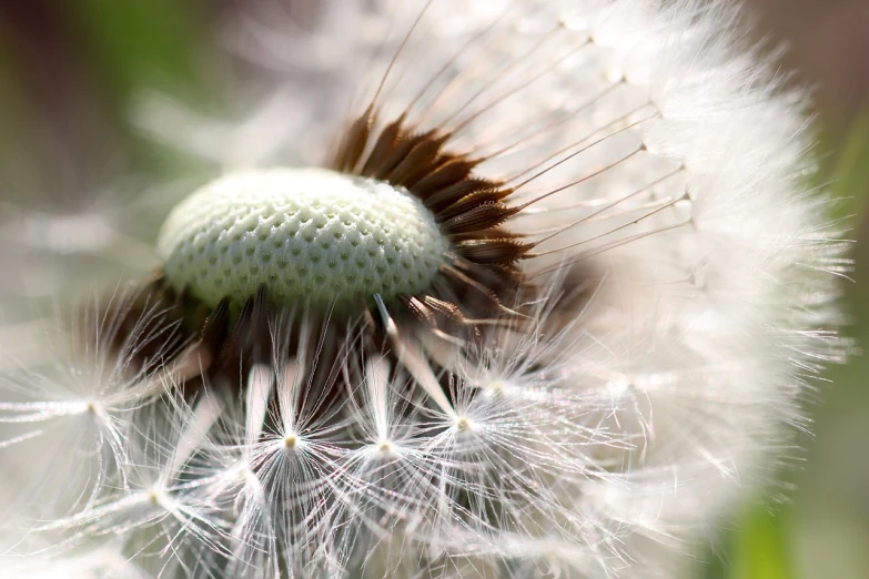 a close up of a dandelion with a blurry background, by Hans Schwarz, precisionism, many small details, from wheaton illinois, soft skin, micro-details