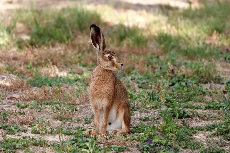 a rabbit that is sitting in the grass, by Dietmar Damerau, long coyote like ears, very sharp photo, sitting in a field, photo taken in 2018