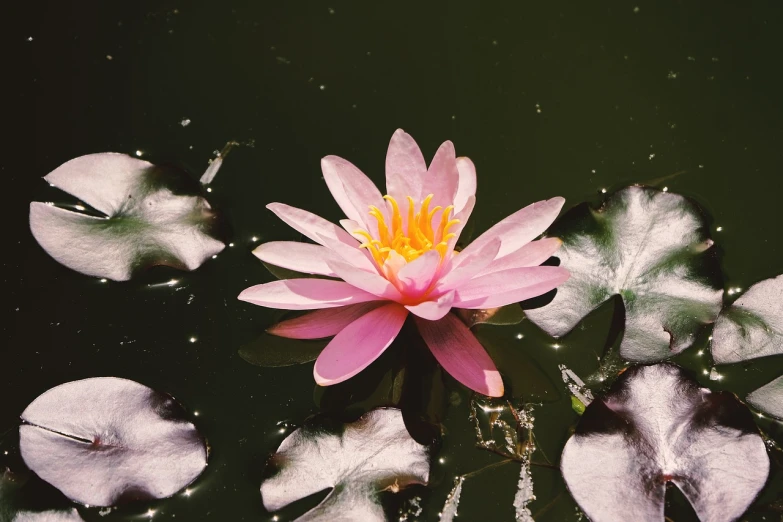 a pink flower floating on top of a body of water, a macro photograph, hurufiyya, sitting at a pond, top view, old color photo, lying on lily pad