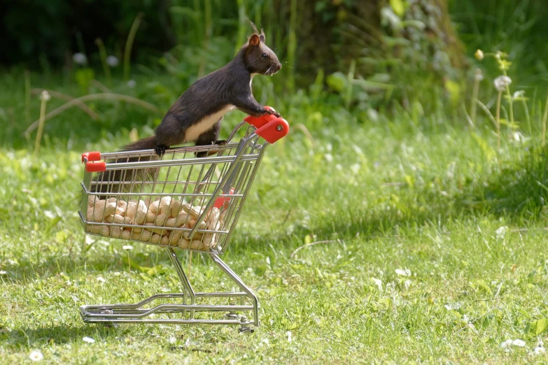 a squirrel sitting on top of a shopping cart, by Dietmar Damerau, customers, maus in forest, closeup photo