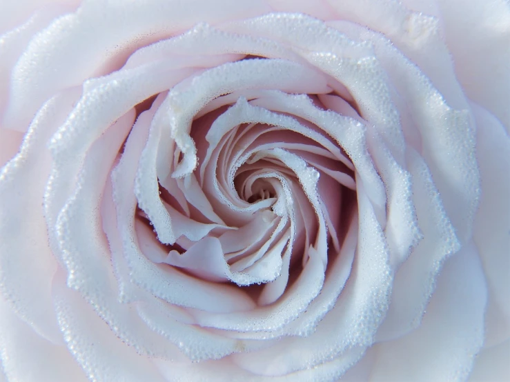 a close up of a white rose with water droplets, inspired by Rose Henriques, light pink, organic rippling spirals, portal made of roses, frosted