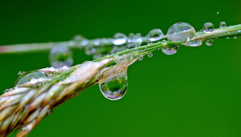 a close up of water droplets on a blade of grass, a macro photograph, by Jan Rustem, pixabay, minimalism, pearls of sweat, diorama macro photography, stems, avatar image