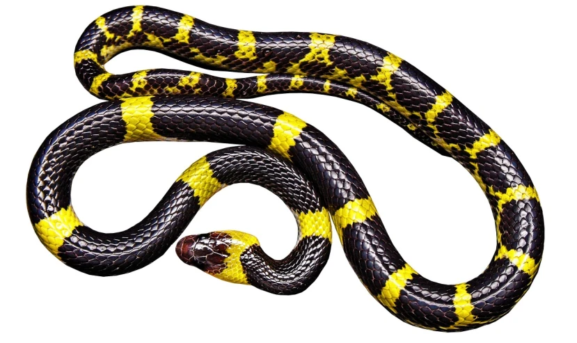 a yellow and black snake on a white background, pixabay, photorealistic print of exotic, purple and yellow, entwined bodies, 2 years old