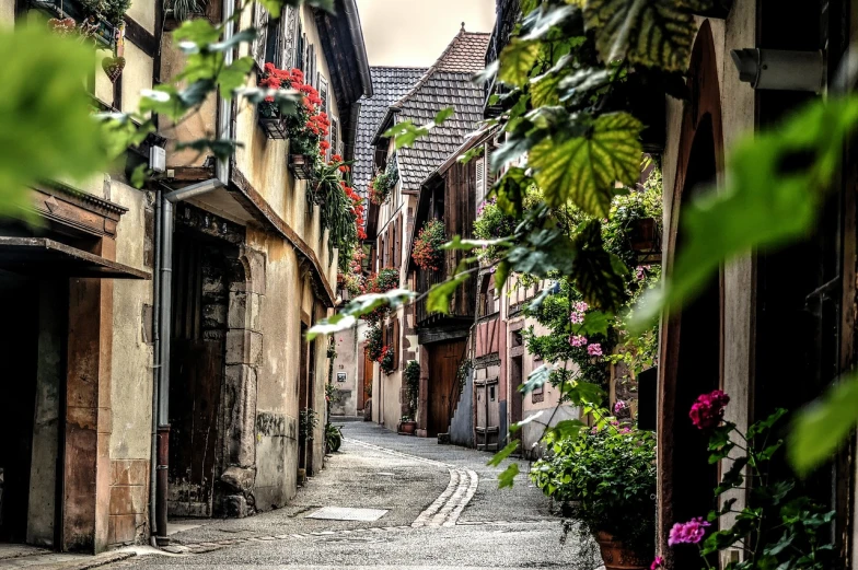 a narrow cobblestone street lined with potted plants, by Raphaël Collin, pexels, renaissance, wrapped in cables and flowers, village in the woods, ❤🔥🍄🌪, henri gillet