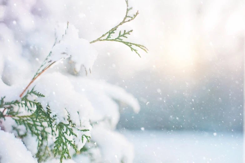 a close up of a branch of a tree covered in snow, shutterstock, fine art, banner, powder, with a tree in the background, evergreen