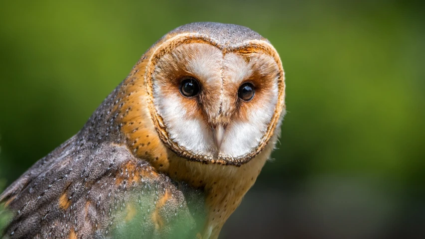 a close up of a bird of prey, a portrait, by Edward Corbett, trending on pixabay, barn owl face, with a round face, owlship, closeup of an adorable