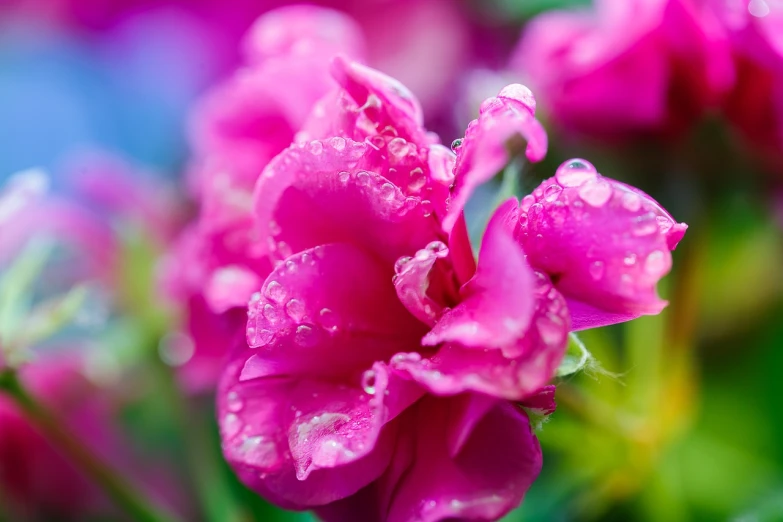 a pink flower with water droplets on it, by Yi Jaegwan, shutterstock, rich vivid vibrant colors, day after raining, closeup photo, high details photo