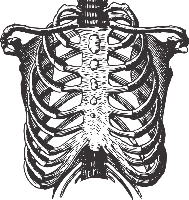 a black and white drawing of a rib cage, pixabay, renaissance, breastplate, highly detailed vector art, chestplate, phone wallpaper