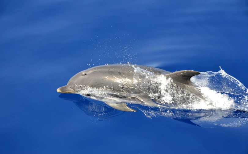 a dolphin that is jumping out of the water, a picture, by Daniel Taylor, shutterstock, hurufiyya, calf, mariana trench, grain”, mediterranean