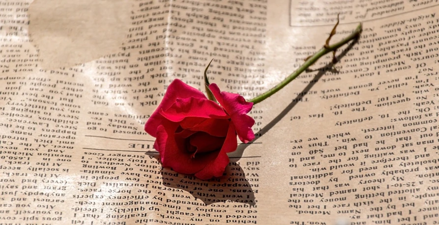 a single rose sitting on top of an open book, by Siona Shimshi, pixabay, newspaper photography, words, roses in her hair, 🚿🗝📝