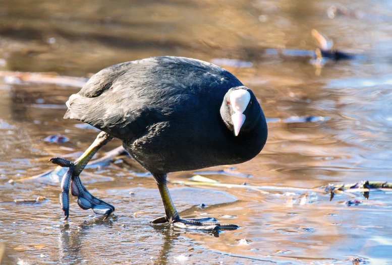 a black bird with a fish in it's mouth, by Jan Rustem, flickr, standing in shallow water, winter sun, a bald, birds are all over the ground