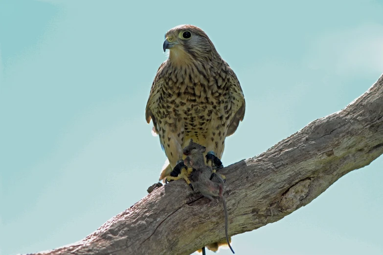 a bird sitting on top of a tree branch, a portrait, shutterstock, eagle eat snake, cheetah, fine detail post processing, carcass carrion covered in flies