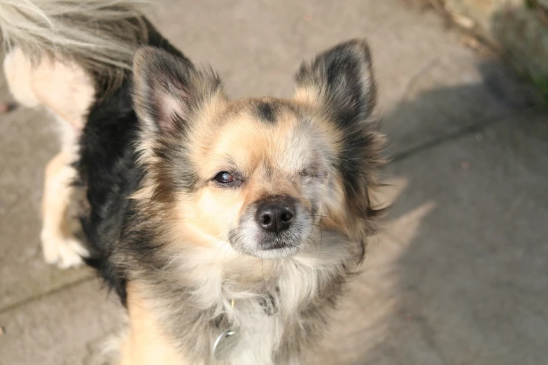 a dog that is looking up at the camera, a portrait, by Lorraine Fox, flickr, mingei, long - haired chihuahua, warm sunshine, pomeranian mix, high res photo